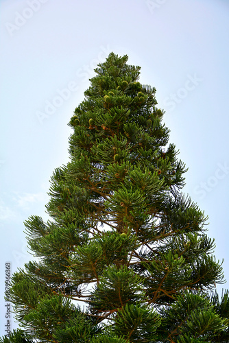 Photos Araukaria wyniosła, Araucaria heterophylla, araukaria rosnąca w naturze z szyszk