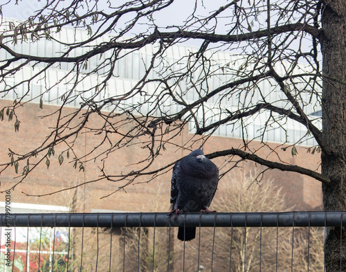 Pigeon sitting on a fence