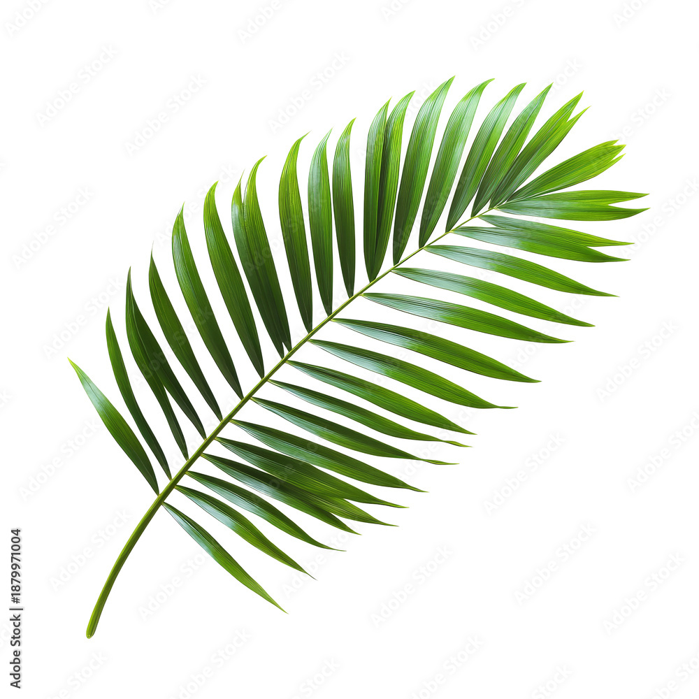 Fototapeta premium Tropical palm leaf isolated botanical high resolution transparent png photo