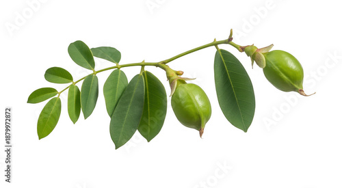 Wallpaper Mural Green leaves and seed pods on a branch plant nature isolated on a transparent background Torontodigital.ca