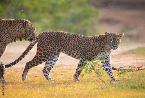 Two leopards crossing a road and this is an image of a mating couple where the male leopard in the back and the female is in the front looking directly at the camera.