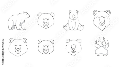 Collection of Bear Illustrations and Paw Print Sketch.