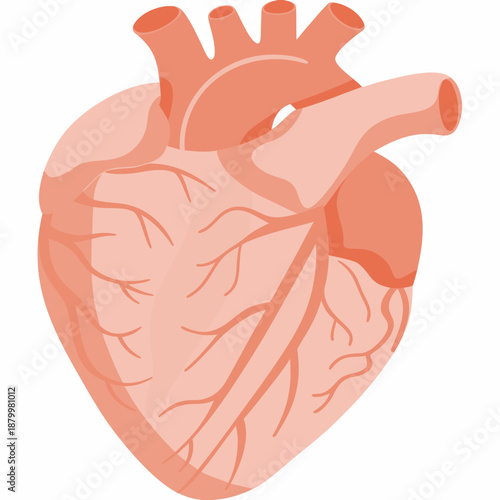 Anatomical illustration of a human heart with visible chambers and blood vessels
