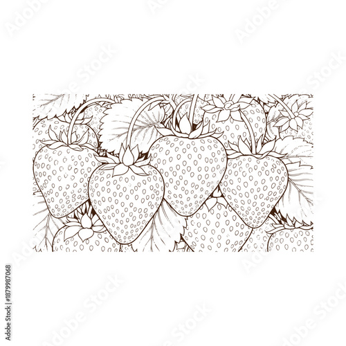 Fresh strawberries growing in the garden