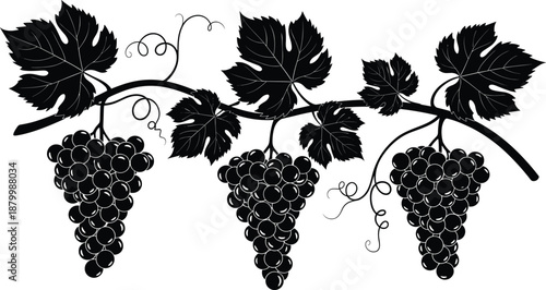 Black and white grapevine illustration with detailed leaves, curling tendrils, and clustered grapes for vineyard, wine, agriculture, and botanical themes