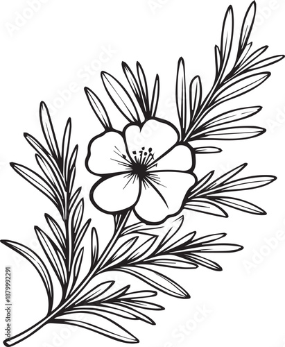 Detailed flower coloring pages, sketch contour Rosemary of Quince flowers, Sketch Rosemary flower drawing, flower cluster drawing, Easy flowers coloring pages, birth flower coloring pages for adults