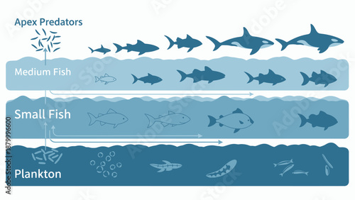 Ocean Food Chain Ecosystem With Apex Predators.