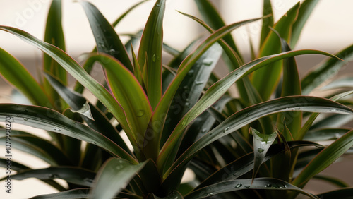 Close-up of vibrant green succulent leaves with water droplets