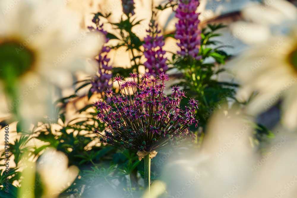 Obraz premium Colorful Flowers in a garden (Colourful)