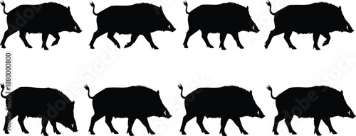Wild boar silhouettes walking in sequence, black animal shapes isolated on white background, wildlife pattern illustration, hunting nature concept, herd movement