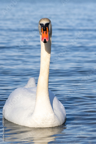 Mute swan swimming on calm blue water