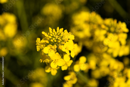 Photos Close up of rapeseed flowers in spring field