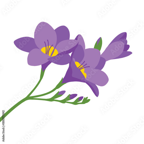 Freesia flowers purple blooms with green stem and buds elegant floral design branch