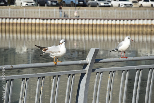 two seagulls ssitting on a metal fence