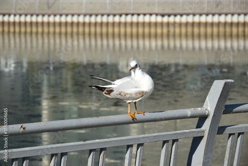 seagull sitting on a metal fence