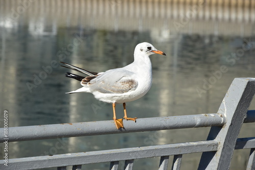 seagull sitting on a metal fence