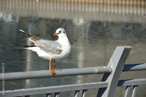 seagull sitting on a metal fence
