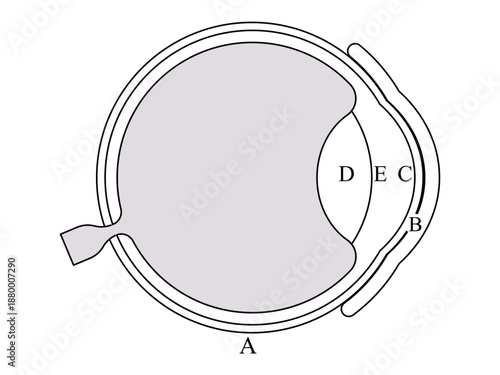 human eye anatomical cross section diagram showing internal structures including lens cornea retina and optic nerve for medical education