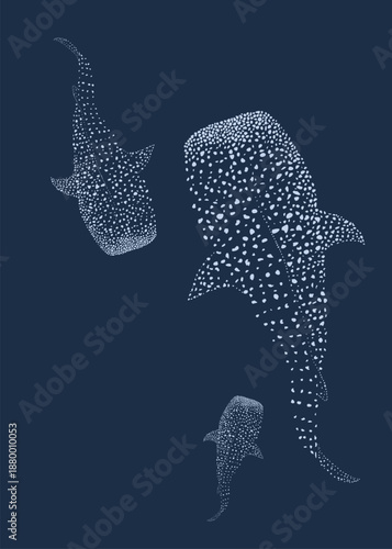 Photos Whale shark, a marine animal