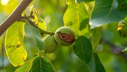 Green Walnut Ripening on a Tree Branch with Sunlight.
