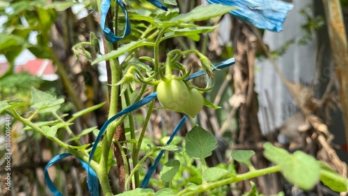 Small green tomatoes developing on a fuzzy stem tied with blue garden string