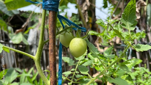Two young green tomatoes growing on a vine, supported by a rustic wooden stake