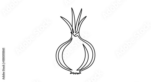 A detailed line drawing showcases the organic form of a single onion bulb emphasizing its layers and root structure silhouette
