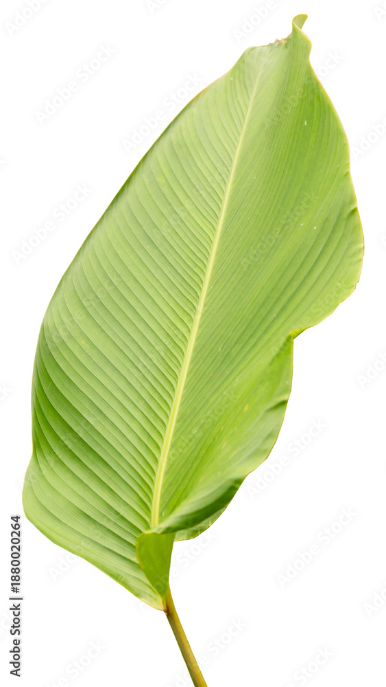 Obraz premium This large green leaf has a smooth texture and distinct veins. It is cut out cleanly with no background, making it suitable for use in design projects or as a nature element