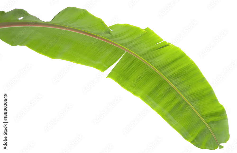 Obraz premium A green banana leaf is placed on a transparent background, ready for use in various design projects. It showcases the leaf's texture and shape without distractions