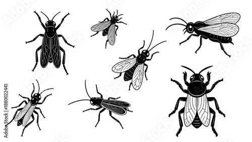 Black and White Insect Illustrations Collection.