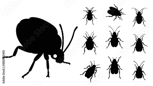 Black Beetle Silhouettes on White Background.