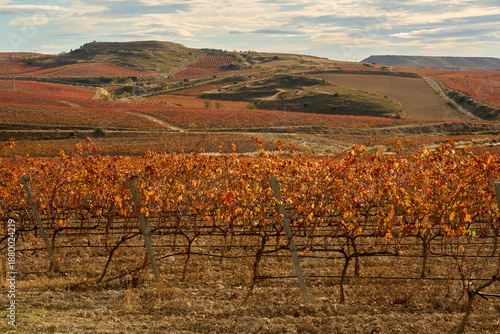 Viñas con las hojas marrones en una escena otoñal en la Rioja Alavesa, Pais Vasco, España.