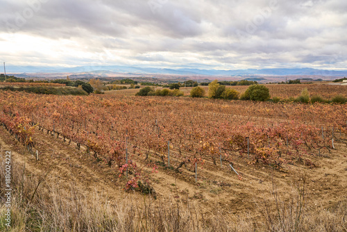 Viñas con las hojas marrones en una escena otoñal en la Rioja Alavesa, Pais Vasco, España.