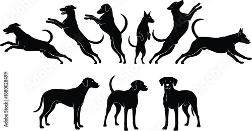 Large set of black dog silhouettes in various active and standing poses, canine behavior collection featuring jumping, running, and sitting domestic pet figures,