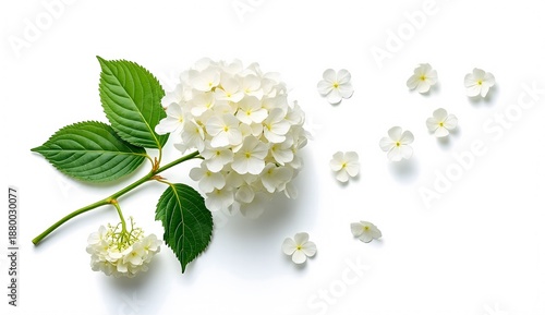 Branch of white hydrangea flowers with falling petals in a flat lay composition isolated on white