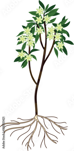 Avocado tree (Persea americana) with flowers and root on a white background