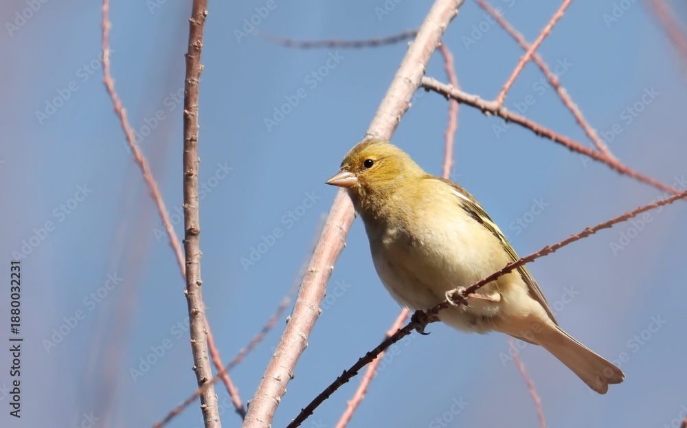 Obraz premium common chaffinch on branch, fringilla coelebs, birds of Montenegro 