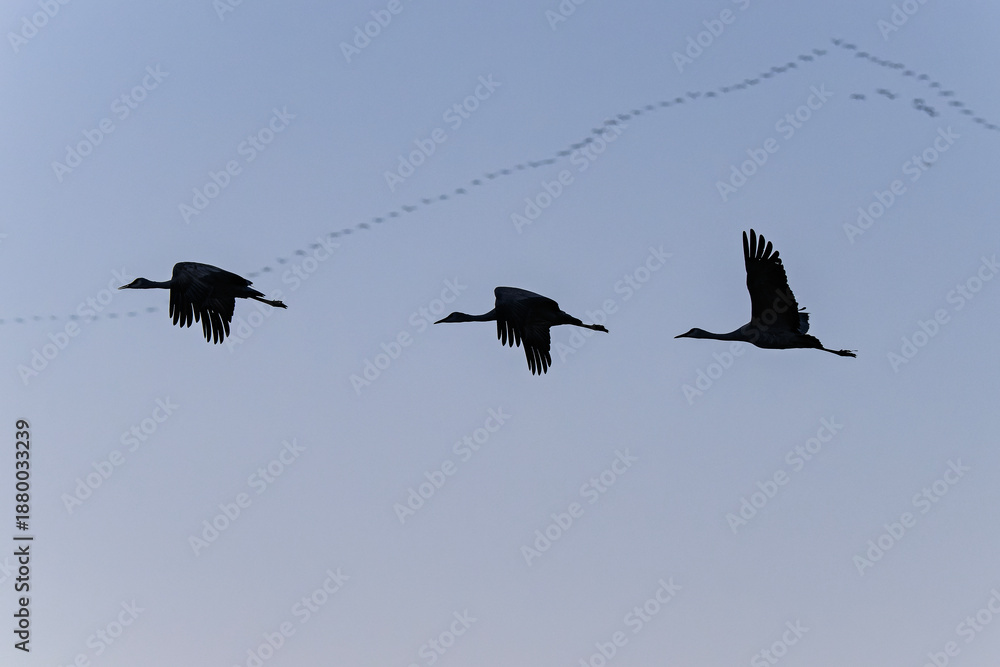 Fototapeta premium Sandhill cranes (antigone canadensis) taking flight at sunrise in Southern AZ
