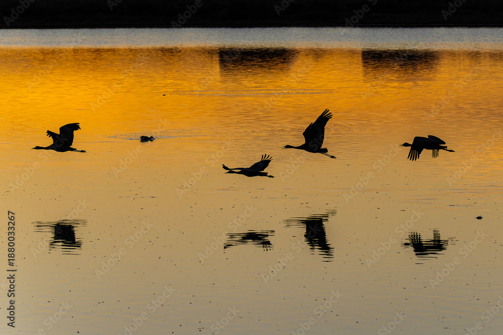 Fototapeta premium Sandhill cranes (antigone canadensis) taking flight at sunrise in Southern AZ