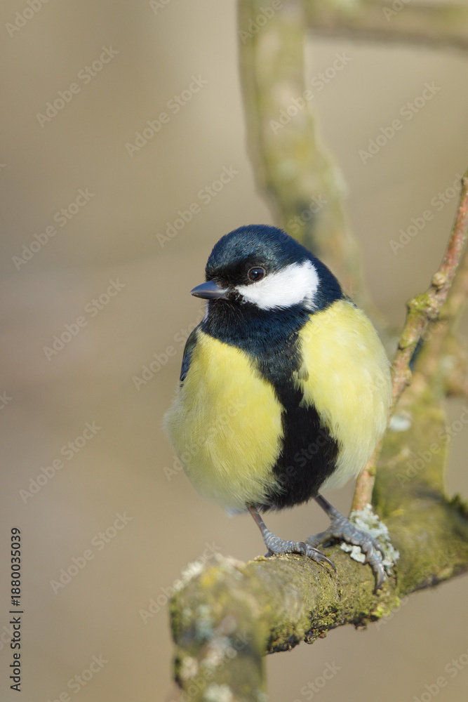 Obraz premium Parus major aka great tit perched on the tree. Common bird in Czech republic. Isolated on blurred background.