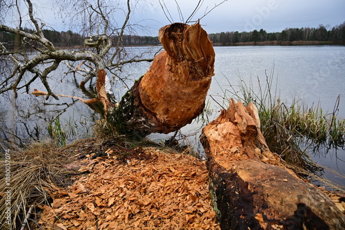 Beavers knocked down a large tree into the lake.