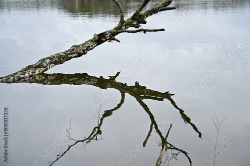 The trunk of a fallen dead tree is reflected in the water