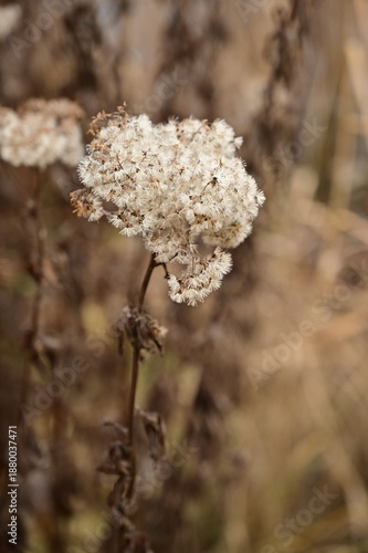 A dried flower bud in the shape of a ball in autumn.