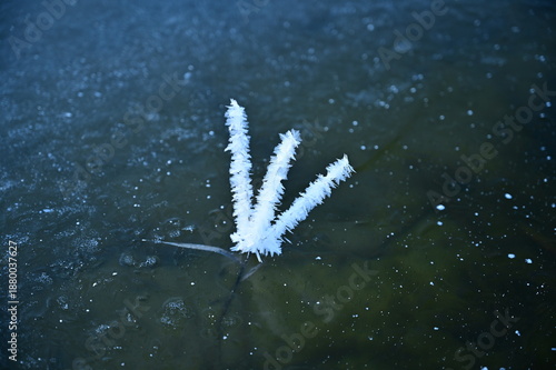 A lone fork-shaped branch sticking out from under the thin ice is covered in frost.
