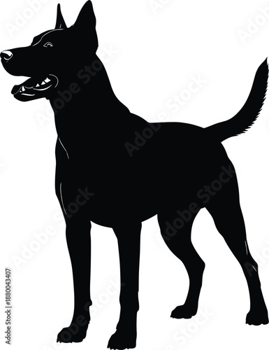 Black and white standing Belgian Malinois dog silhouette vector illustration showing an alert barking pet for professional security and k9 training services.'