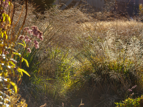 Molinia arundinacea Skyracer in garden. Decorative cereals and grasses in landscape design.  Herb in autumn garden