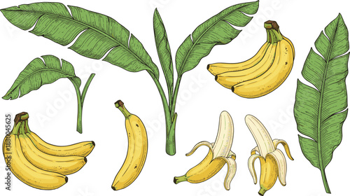 Banana and Tropical Leaf Illustration Set Featuring Whole Bananas, Banana Bunches, Peeled Fruit, Plant Leaves, and Hand-Drawn Botanical Elements