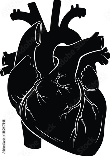 Heart, anatomy, medical, illustration, human, organ, black, white, drawing, , atria, arteries, veins, aorta, coronary, biology, science, education, healthcare, cardiovascular, diagram, structure