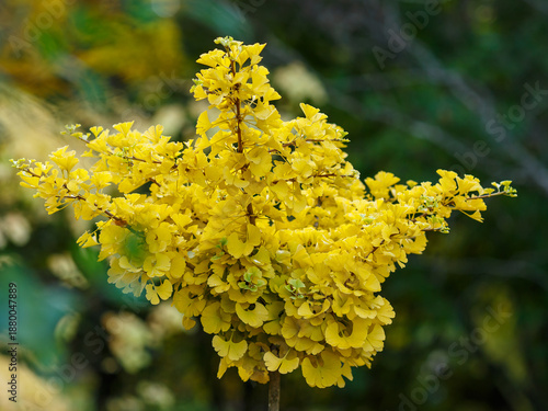 Принти на полотні Tree Ginkgo in the autumn garden