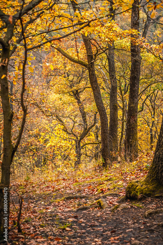 Close up of yellow autumn tree branches with mossy trunk